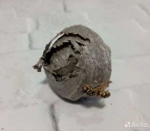 Осиное гнездо