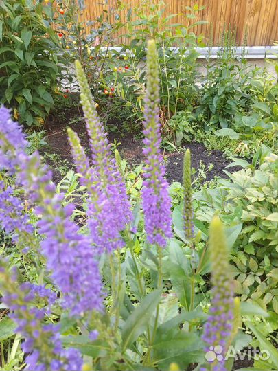 Вероника синяя (многолетник)