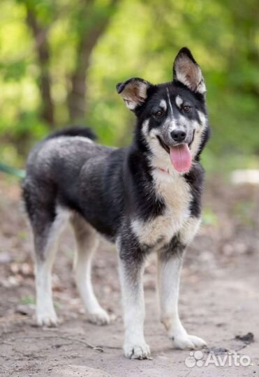 Собака в добрые руки