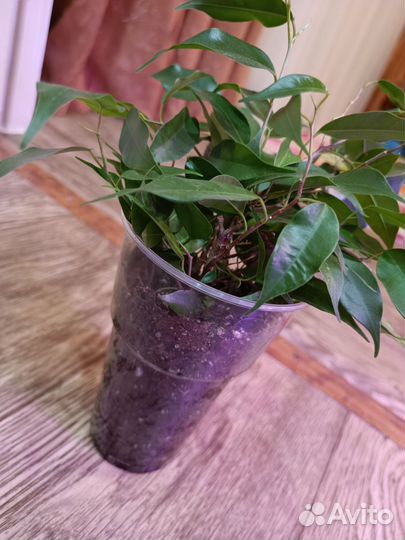 Фикус бенджамина