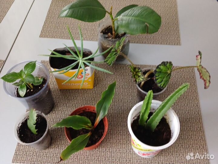 Комнатные цветы