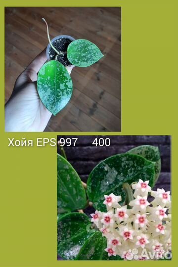 Хойи и другие растения