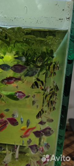 Данио собственного разведения