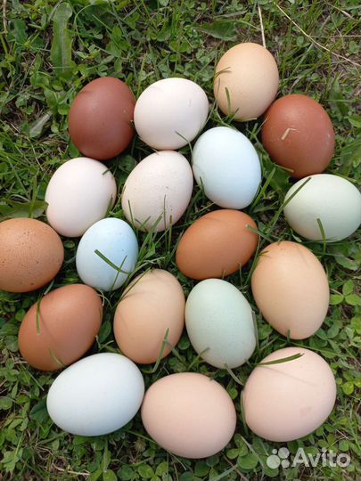 Домашние куриные яйца