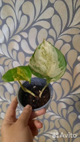 Сциндапсусы