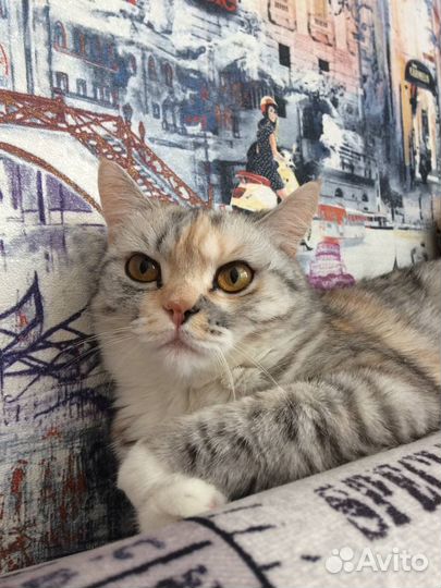 Кошка бесплатно