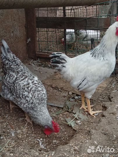 Домашняя птица