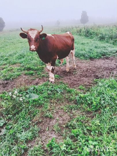 Бык на мясо