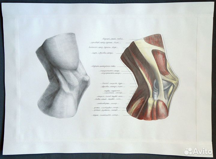 Академический рисунок, мышцы - копии Баммес