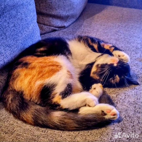 Кошка в добрые руки