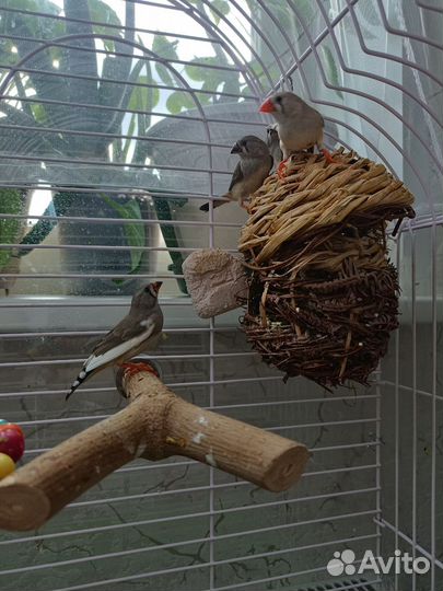 Зебровые амадины