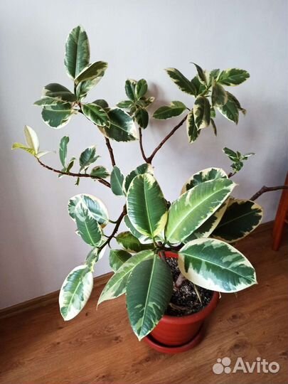 Фикус каучуконосный триколор