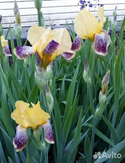 Ирисы