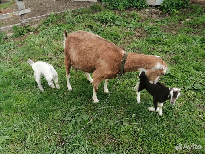 Козочки ламанча