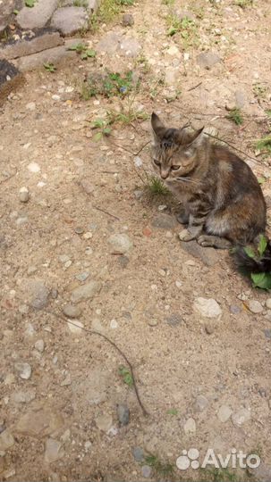Кошечка в добрые руки