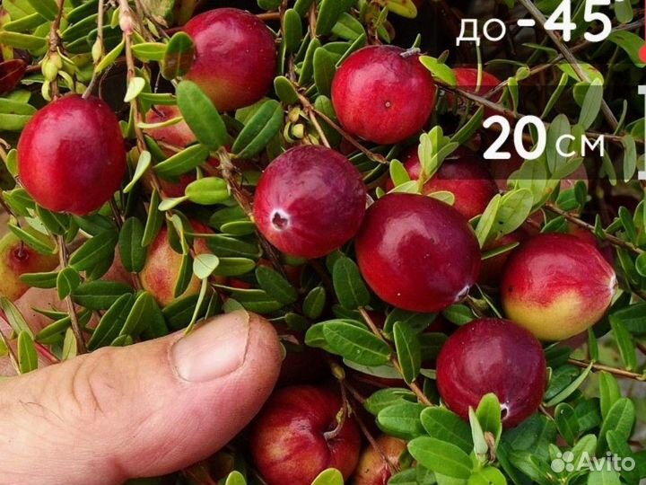 Саженцы клюквы