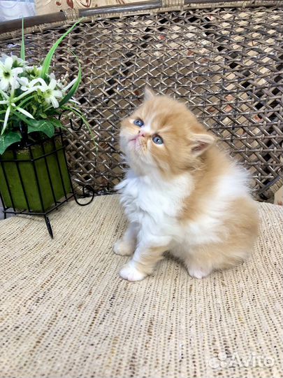Персидские котята экзоты
