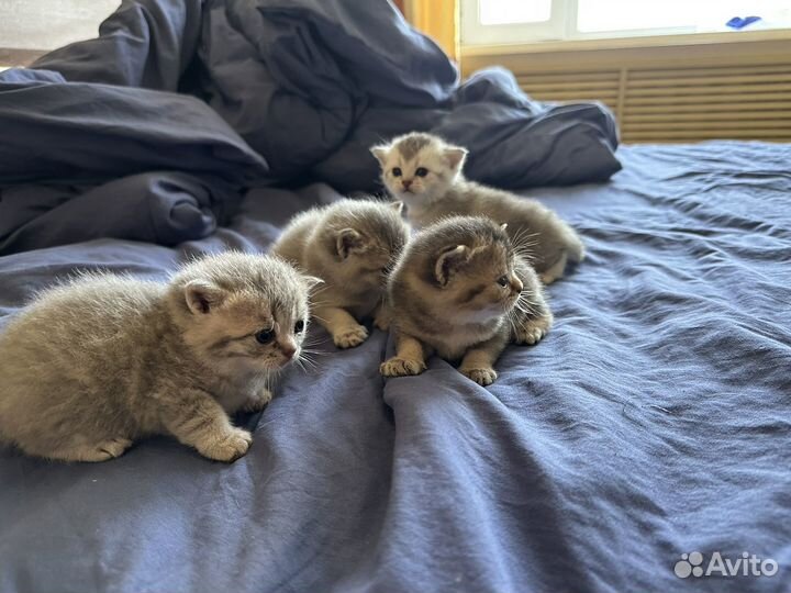 Шотланские котята