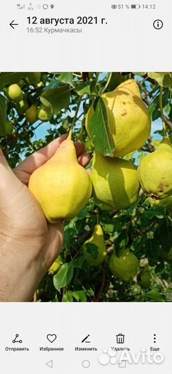 Саженцы яблони и груши