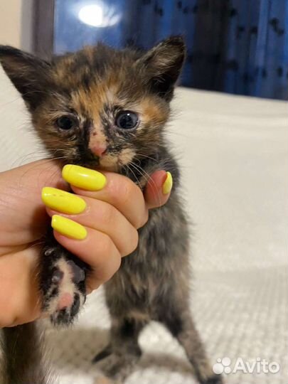 Котята в добрые руки бесплатно