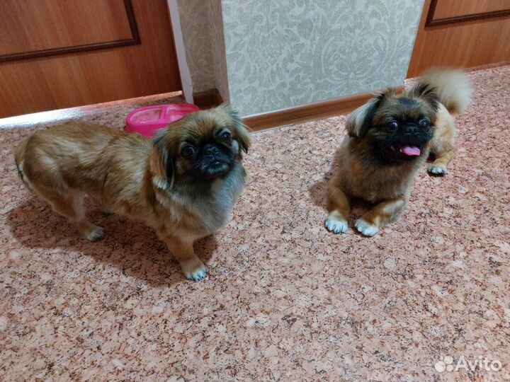 Щенки пекинеса