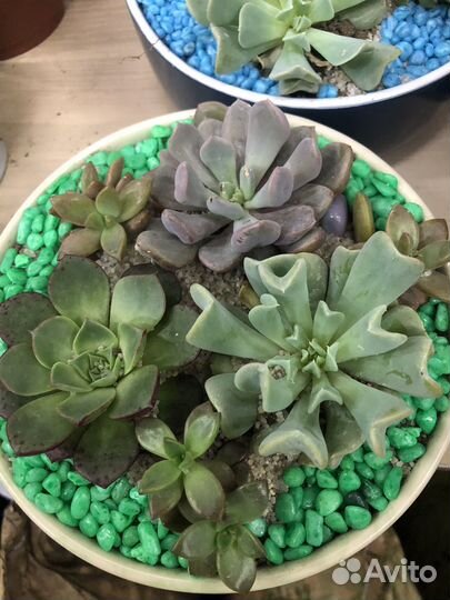 Суккулентные садики
