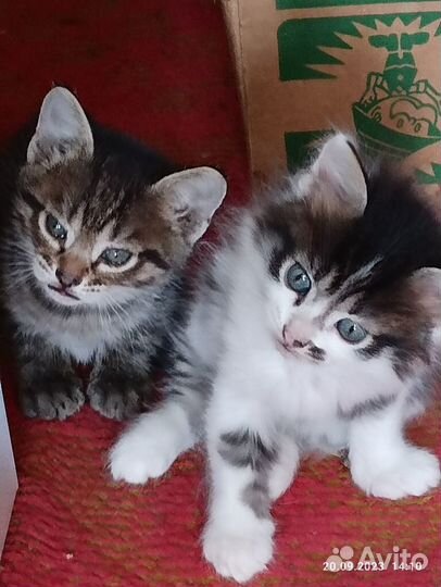 Котята в добрые руки