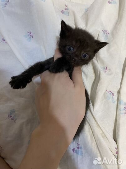 Котята помесь