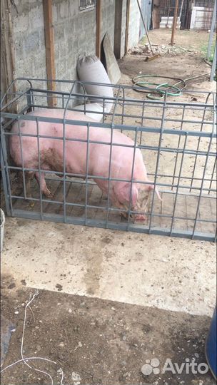 Клетка для животных
