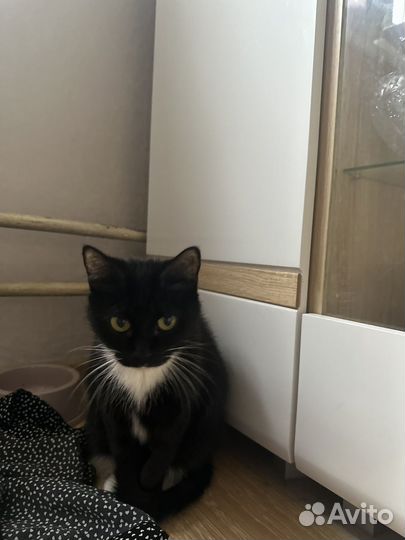 Котик в добрые руки