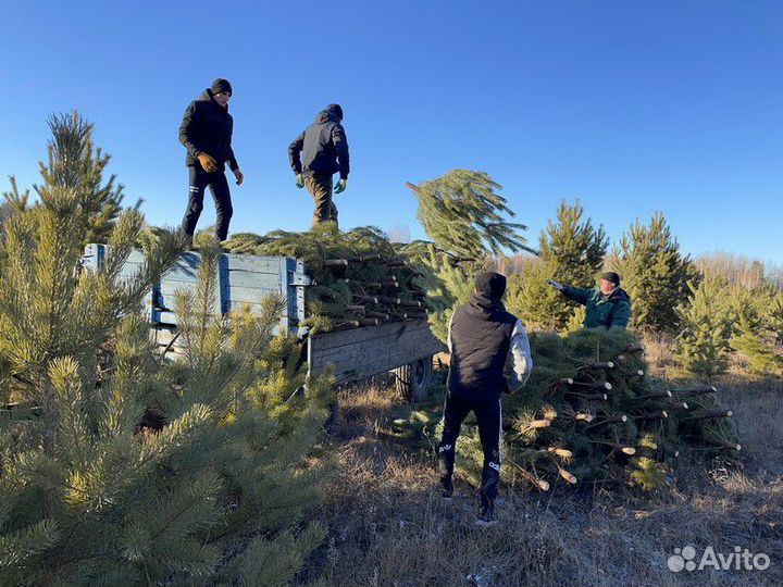 Сосна Рождественская