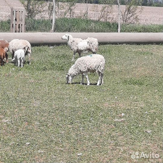 Ярки Катумские Ф1