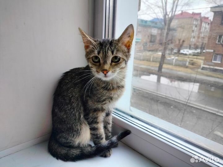 Дича. Ласковый, ручной ребёнок. Стерилизована