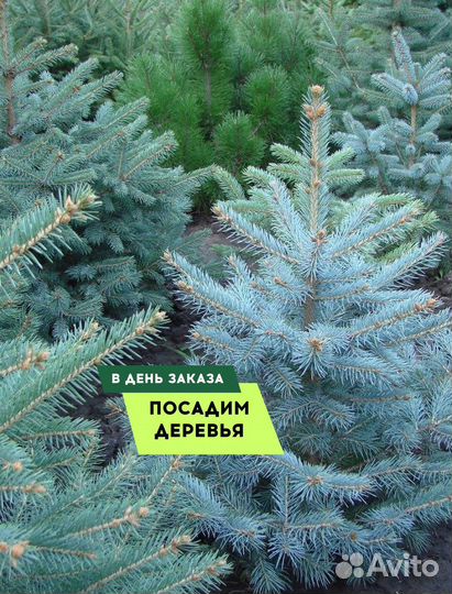 Ель голубая 1,3 м