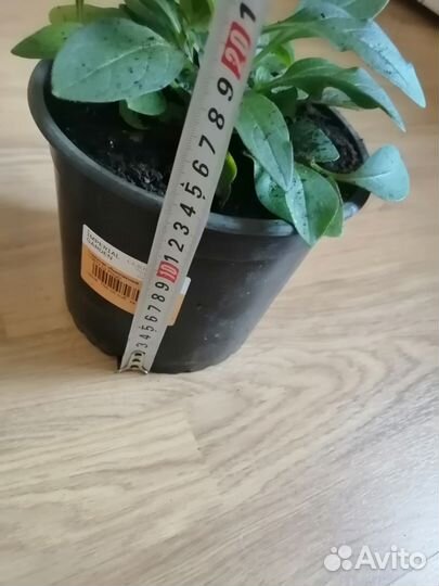 Петуния Тайдал Вейв Черри, Колумнея