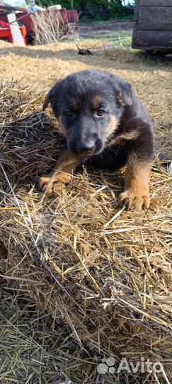 Щенки немецкой овчарки