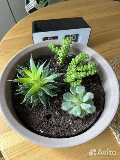 Суккуленты