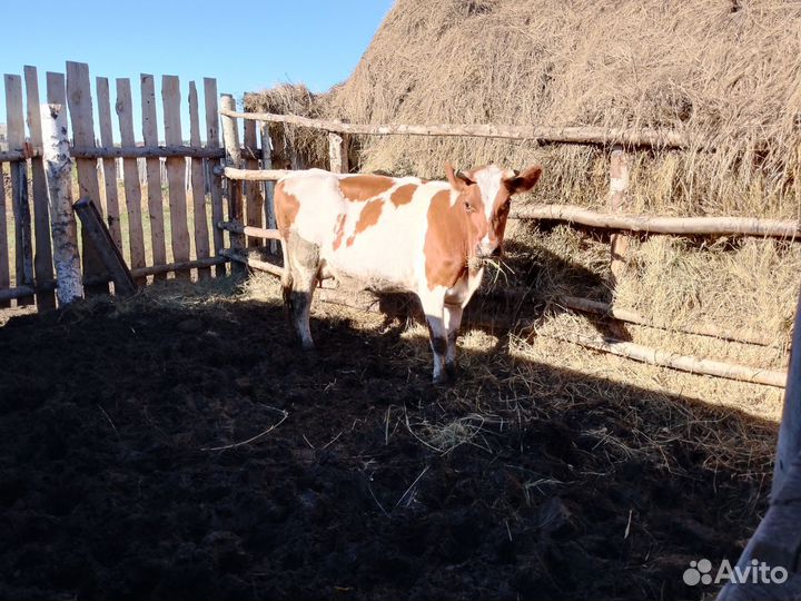 Первотелка голштинской породы