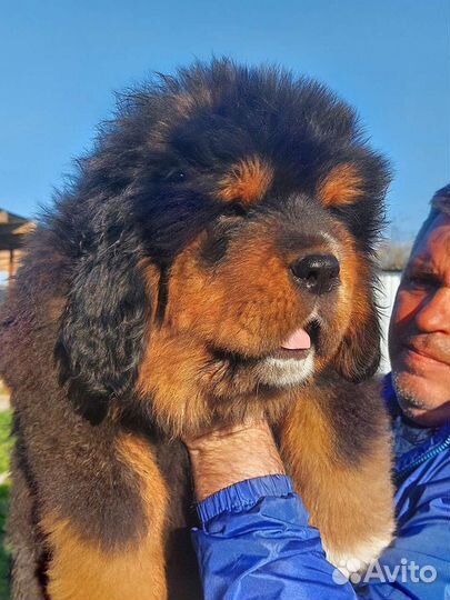 Тибетский мастиф китай