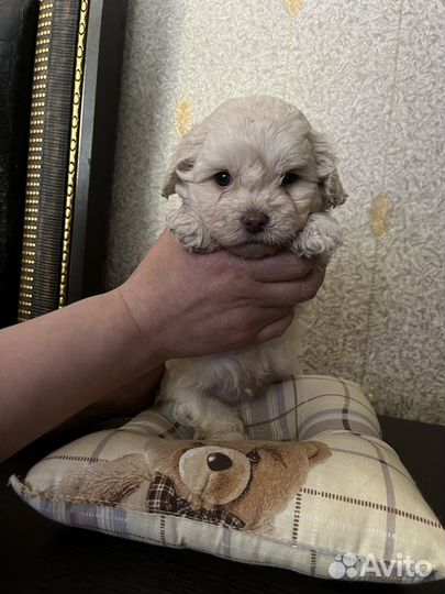 Щенки малитипу