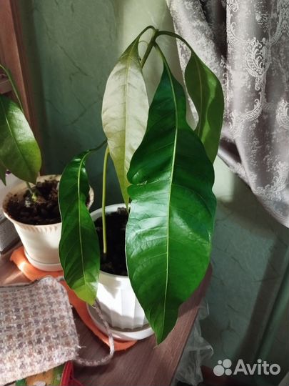 Манговое дерево