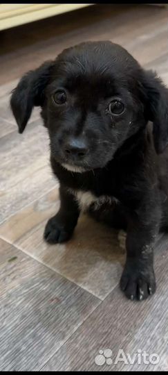 Щенок очень маленький