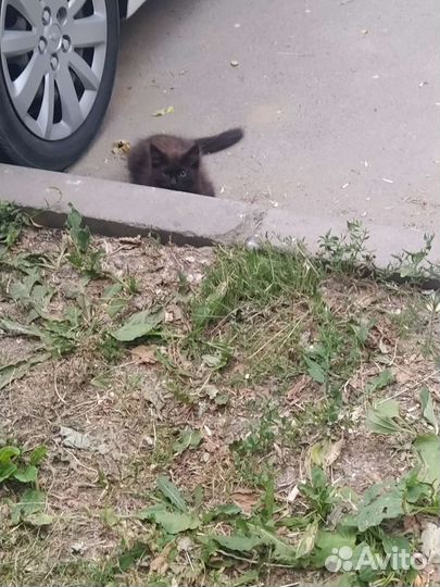 Котенок в добрые руки