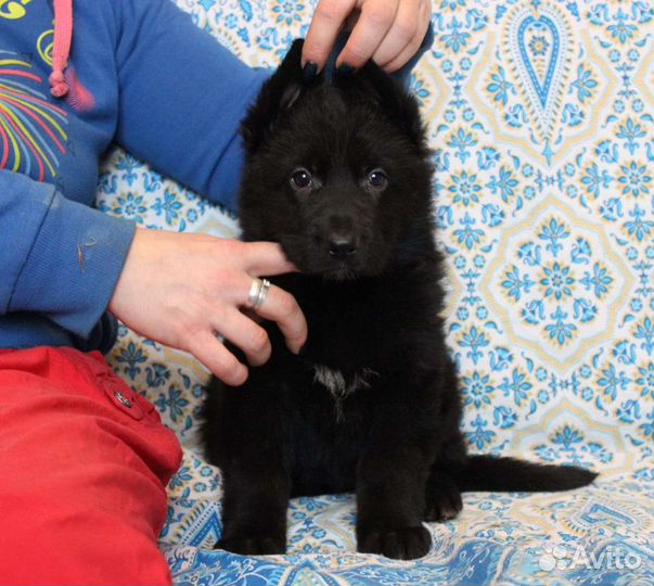 Немчики шоу класса РКФ