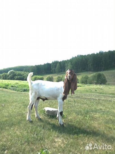 Козлики камори