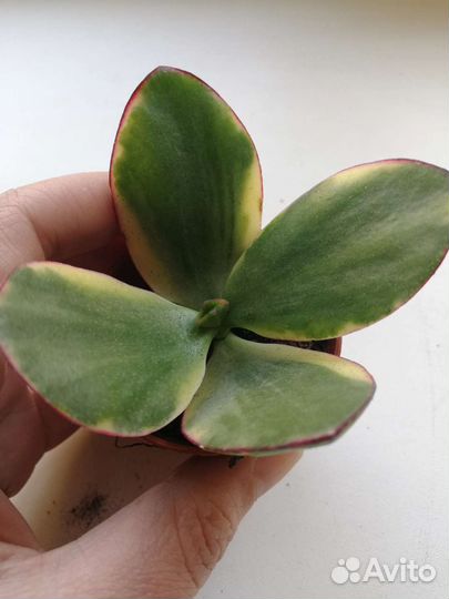 Крассула маруба и триколор