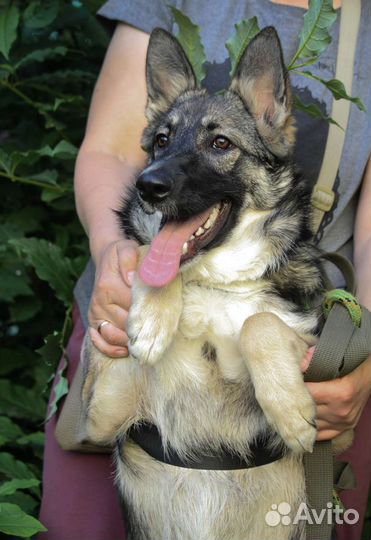 Щенок в добрые руки