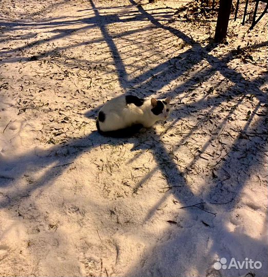 Кошка ищет дом