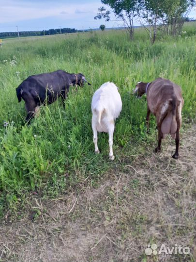 Дойные нубийские, заанонубийские козы