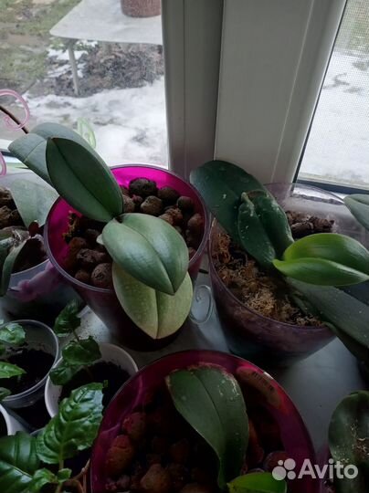 Комнатные растения, орхидеи